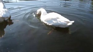 Гуси купаются/ Плавают