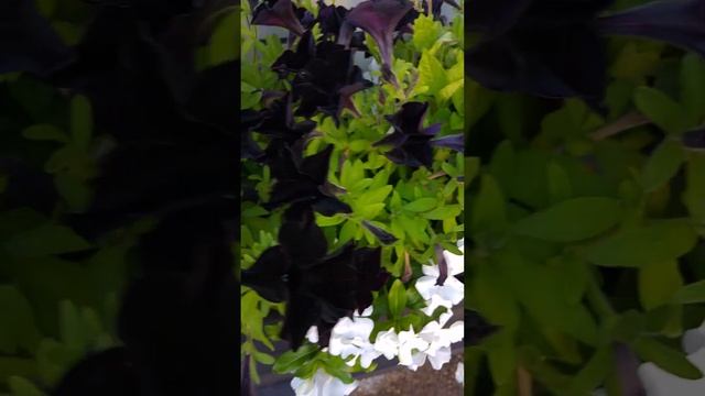 Black velvet petunia פטוניה קטיפה שחורה