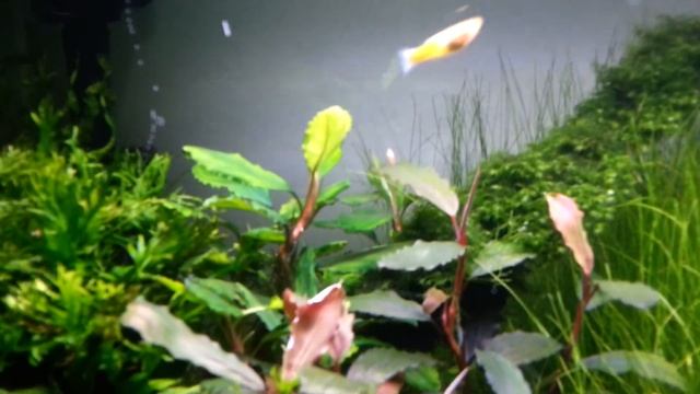 Анубиас пинто пузырит.Аквариуму 2 месяца. смотреть онлайн