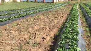 Обзор клубники Кабрилло Клери Елизовета2