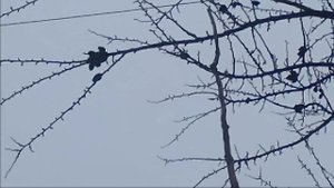 Сад. Абрикос. Уход за деревьями зимой.