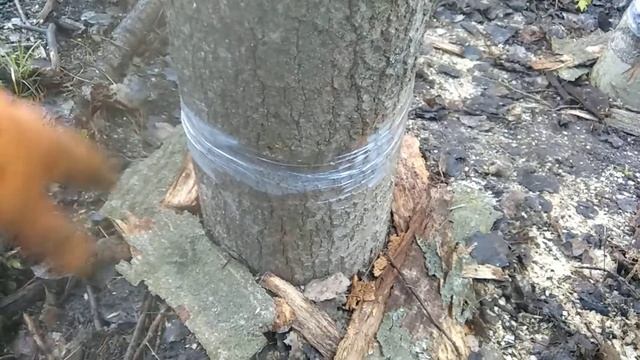 вешенка на пнях