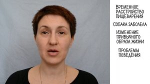 Собака не ест. Что делать?
