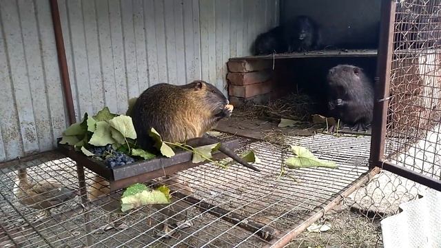 КОРМЛЕНИЕ НУТРИЙ ВИНОГРАДОМ. смотреть онлайн