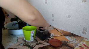 Как спасти комнатную розу после покупки в магазине!