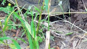 Река Битюг. 2017. Болотная черепаха. Кладка яиц.