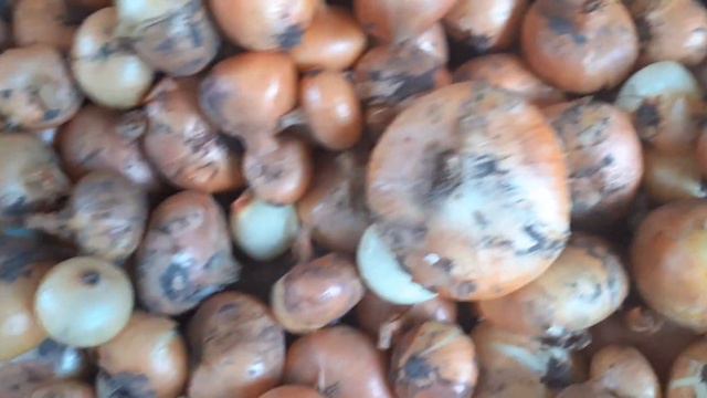 Собран урожай. Лук разного размера. смотреть онлайн