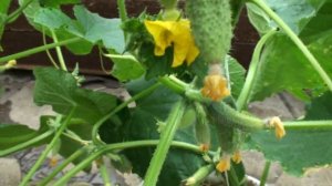 ПОДКОРМКА ОГУРЦОВ ВО ВРЕМЯ ПЛОДОНОШЕНИЯ  ПОДКОРМКА ОГУРЦОВ НАРОДНЫМИ СРЕДСТВАМИ