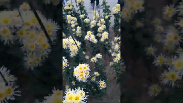 Бал хризантем смотреть онлайн