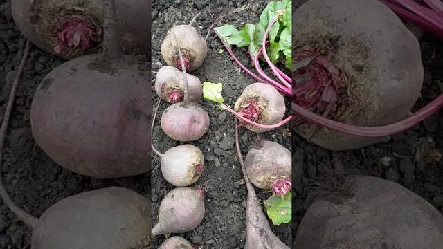 Лучший сорт свеклы.