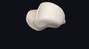 Таранная кость