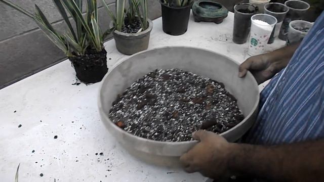 White Sansaveiria Propagation смотреть онлайн