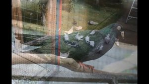 Голуби Одесский турман