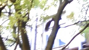 белка Валера живет на балконе