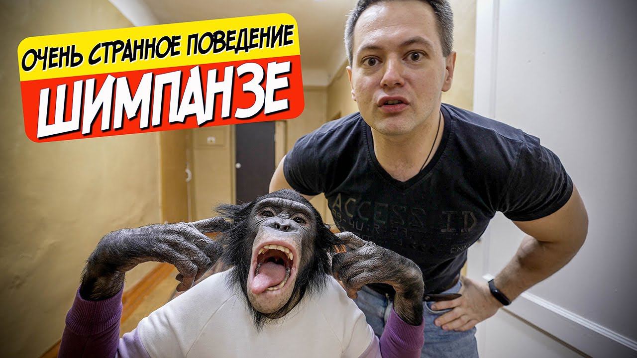 Сломалась шимпанзе!? Очень странное поведение | Обезьяна ест ложкой | Шимпанзе дома
