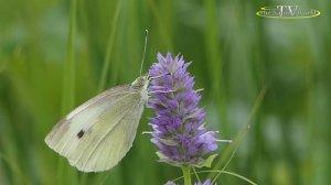 Релакс. Звуки природы. Успокаивающие звуки пчёл и птиц.
/Entspannen. Geräusche der Natur. Beruhigend