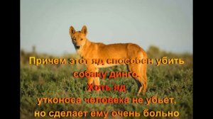 Утконос- факты, образ жизни!  По просьбе подпищика!
