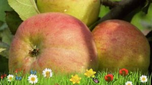 Яблоня обыкновенная Болотовское ? Обзор: посадка и уход. саженцы, крупномеры: описание и особенност