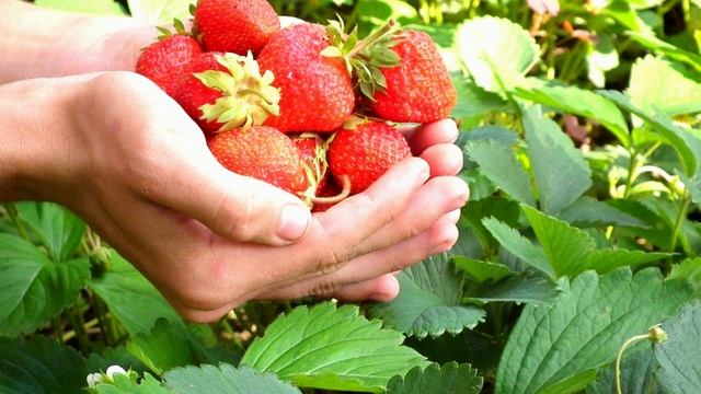 Стихотворение "Спелая ягода" автор Селина С. смотреть онлайн