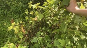 ВЛОГ С ДАЧИ .??