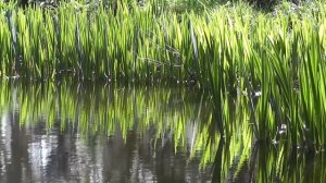 Великолепная Расслабляющая Музыка - Спокойная Гитарная и Фортепианная Музыка.Relax Music