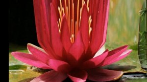 ПРОЩАЙТЕ ЛЕТНИЕ ЦВЕТЫ. Не скучайте, я к вам вернусь ВАШЕ ЛЕТО.