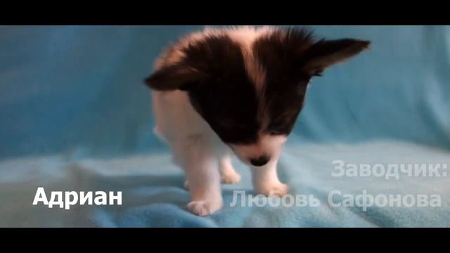 Щенки- Папильон/Папийон/Континентальный той спаниель смотреть онлайн