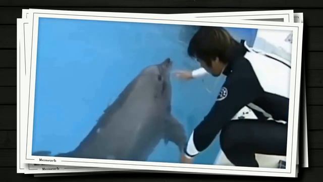 Никогда не сдавайся и помогай другим! | О спасении животных смотреть онлайн