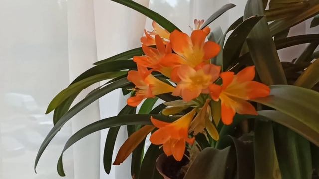 Латвия / Печём Блины / Про Посудомойку / Ruta Vlog /Рига @HozajushkaRuta @RutaLutkevica смотреть онлайн