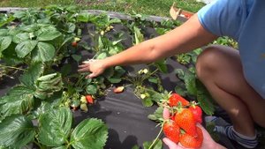 Спасаем клубнику от птиц. Краснодарский край