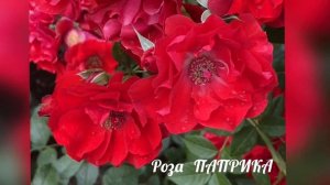"КРАСНЫЕ РОЗЫ" сада Ирины Наумовой