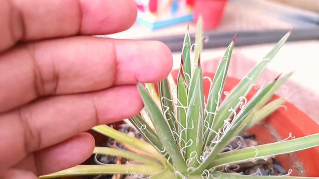Care Of Agave Filifera Plant|| Succulent Agave Filifera|| Slow Growing Agave Filifera Care Guide