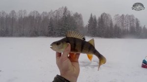 Крупный окунь со льда. Lifefishing