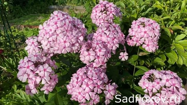 Флокс Веселые Девчата моей селекции