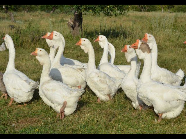 Фермерское хозяйство утки. Птичник гусиная ферма. Фермерское хозяйство гуси. Гуси на ферме. Фермерское хозяйство гусь.