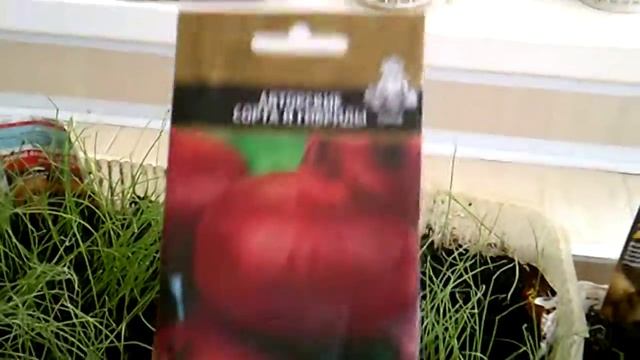 Лучшие сорта лука чернушки. Обзор всходов.