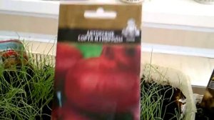 Лучшие сорта лука чернушки. Обзор всходов.