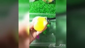 Как китайцы делают яйца