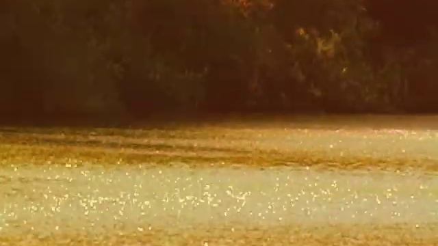 "Petunia Pig" written by: Cheri Du May woodlandtales.com смотреть онлайн