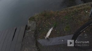 Спиннинг в  декабре. Ловля щуки и окуня с берега. Рыбалка зимой. Зимняя рыбалка.