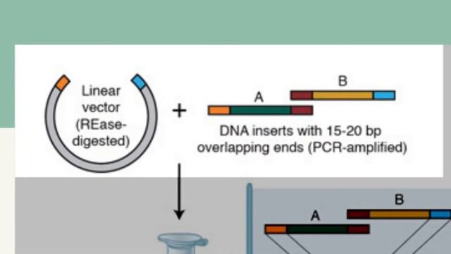 G5 - Enhancing Symbiodinium sp. Thermotolerance by sHSP Genes Insertion from Thermoplasma volcanium смотреть онлайн