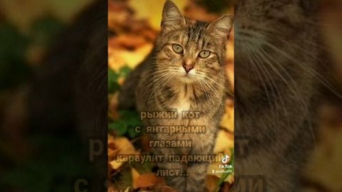 Музыкальная открытка