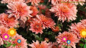 Хризантема корейская Сюрприз. Краткий обзор, описание характеристик chrysanthemum koreanum