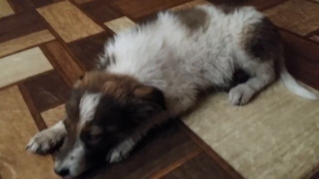 Пристроила щенка в добрые руки,  Placed Poppy In A Good Hands.
