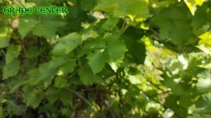 Раздвоение побегов на винограде. От чего происходит/Bifurcation of shoots on grapes. What comes fro