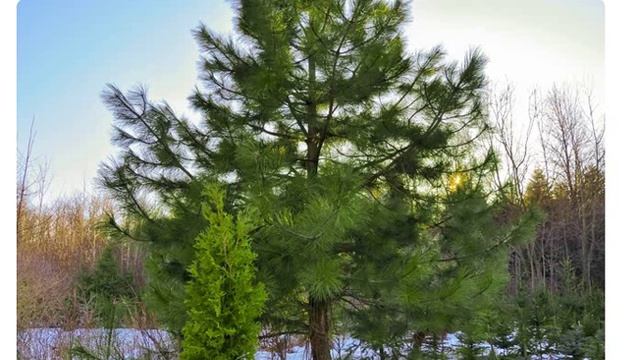 Семена сосны Ламберта купить продажа