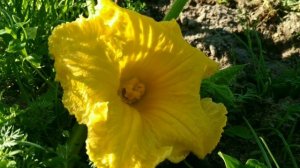 Тыква Стофунтовая самая большая тыква