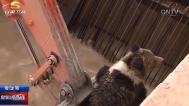 Медведь провалился в большую яму. Спасатели доставали его 14 часов смотреть онлайн