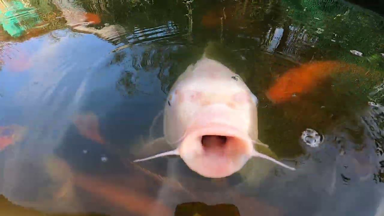 2k карп кои смотреть онлайн