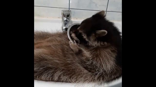 Лучшие приколы с Енотами\Весна пришла\еноты смотреть онлайн